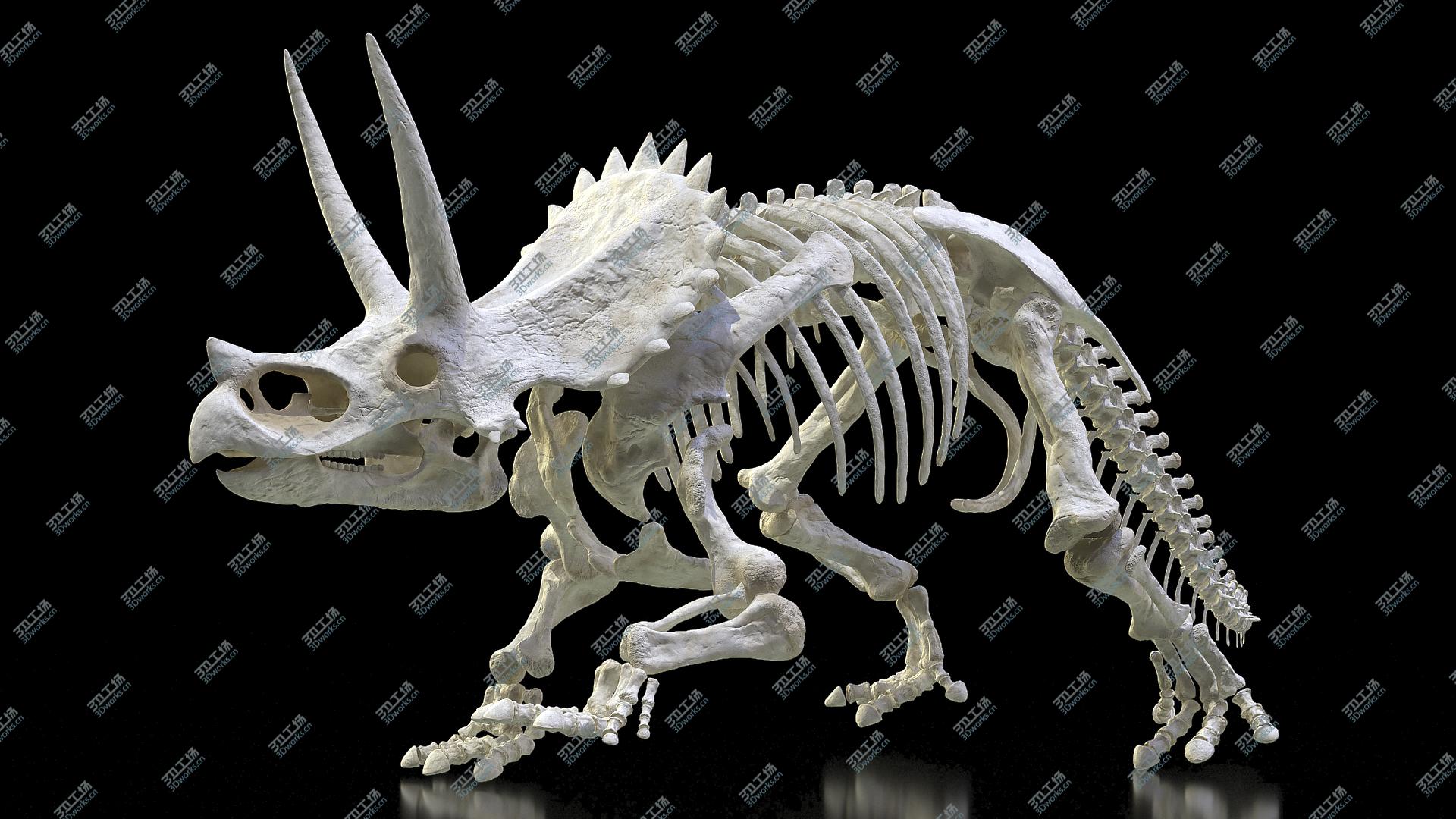 images/goods_img/2021040164/3D Triceratops Horridus Skeleton/2.jpg
